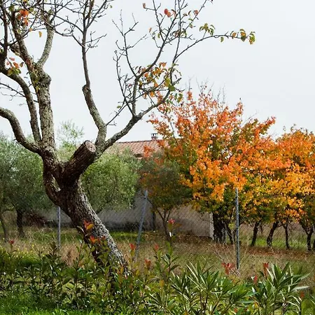 Poggio Degli Ulivi Farm stay